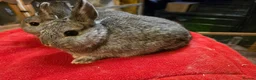 Lionhead rabbits for sale:  Netherland dwarf kits  in Hereford - Advert 1