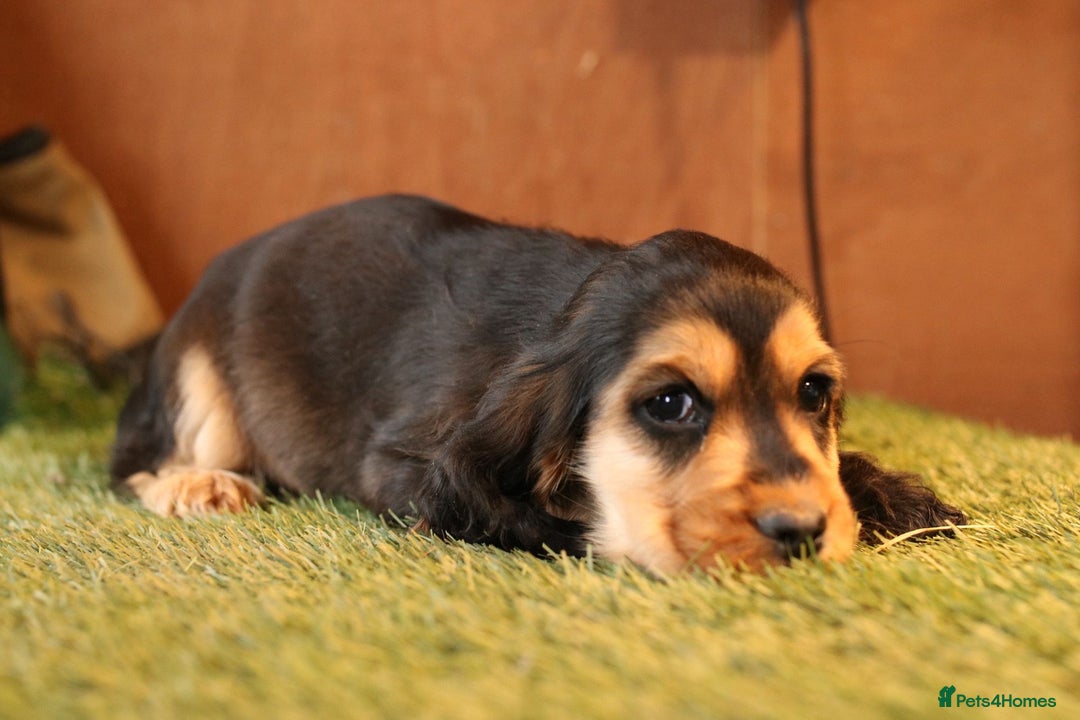 Cocker Spaniel dogs for sale: Stunning litter of show type cocker spaniels - Advert 6