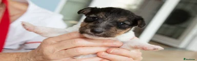 Fox Terrier 2