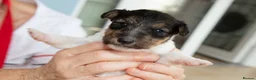 Fox Terrier dogs for sale: Wire haired fox terrier pups based in Kent in Gravesend - Advert 3