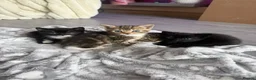 Bengal cats for sale: 4 beautiful bengal kittens looking for a home  in Oldham - Advert 4