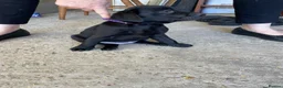 Labrador Retriever dogs for sale: Black Labrador puppies … - Advert 3