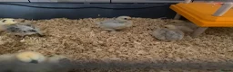 Chickens poultry for sale: Bantam set up with brand new pen - Advert 2
