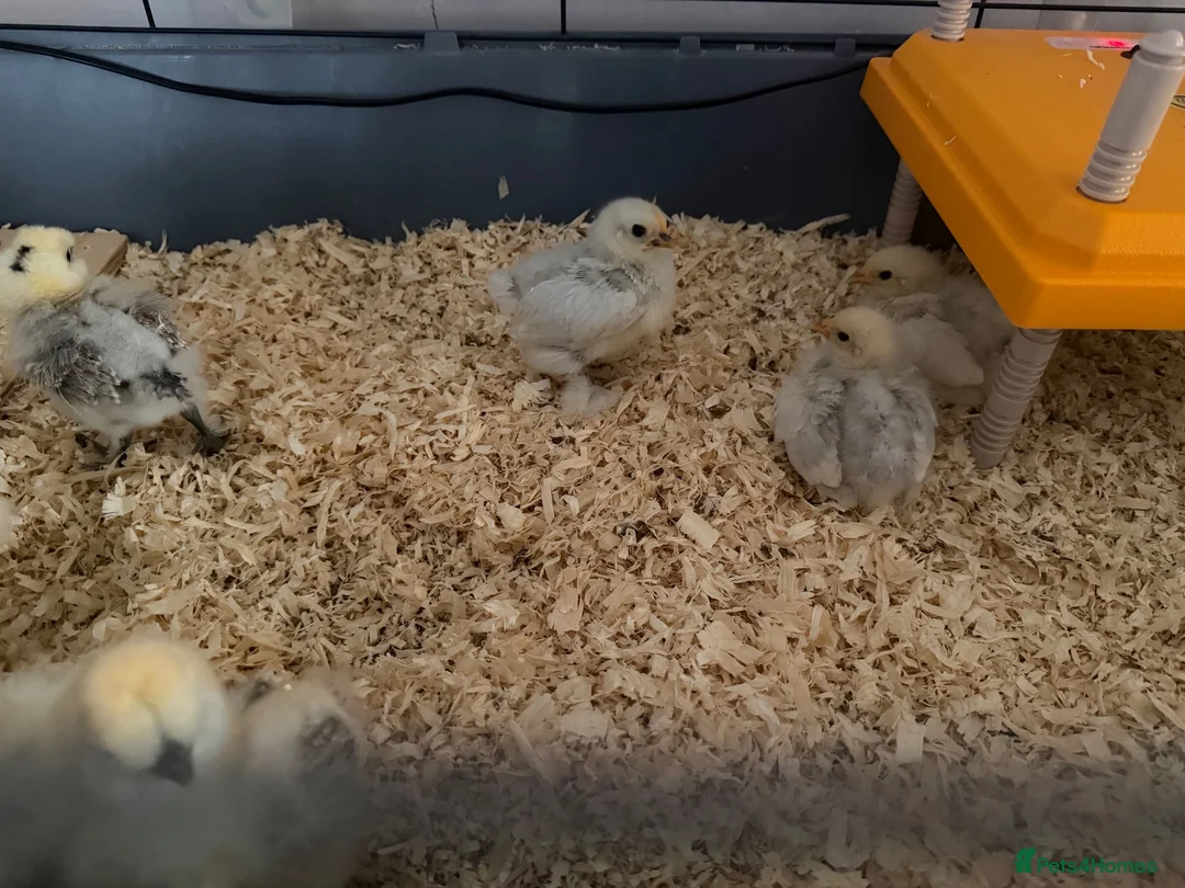 Chickens poultry for sale: Bantam set up with brand new pen - Advert 2