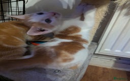 Mixed Breed cats for sale: 9 week old kittens - Image 8