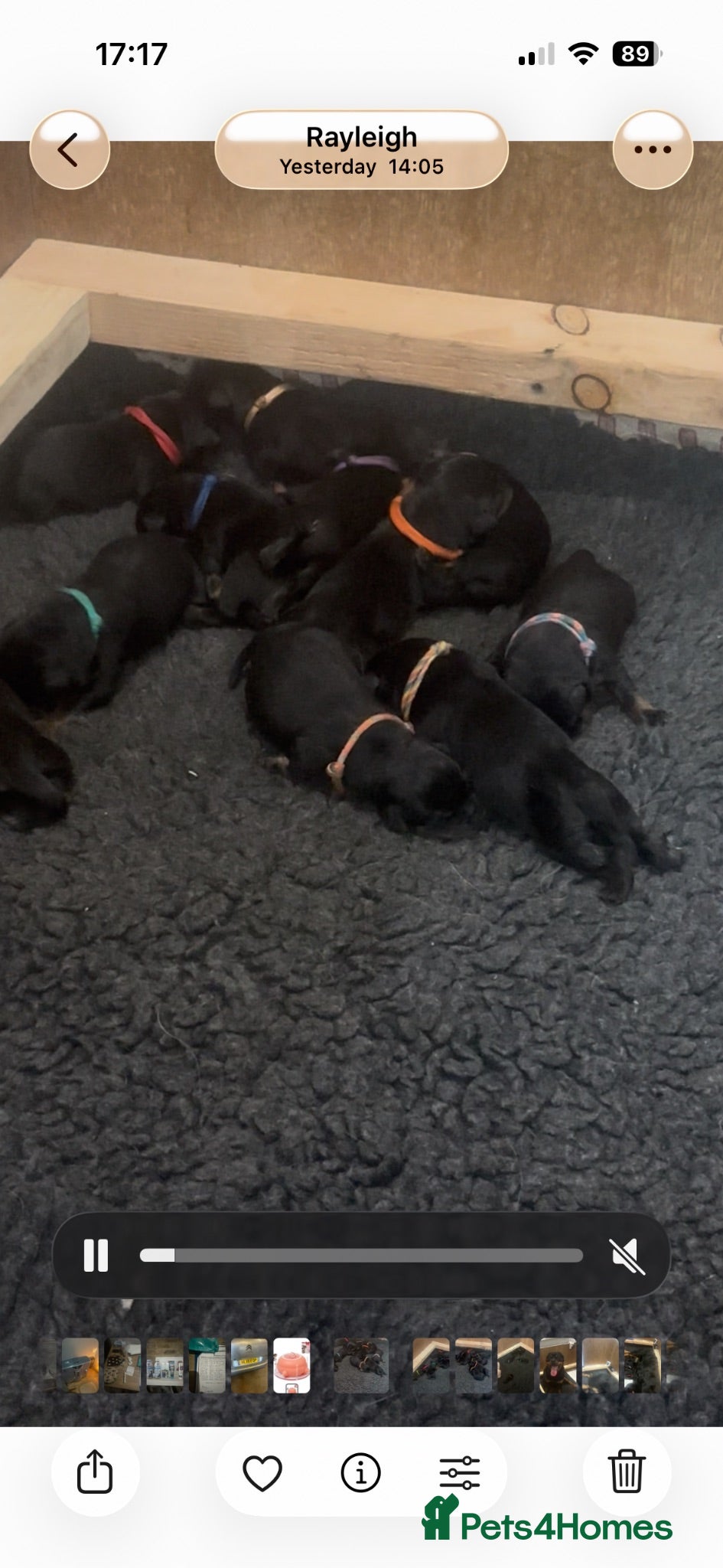 Rottweiler dogs Amazing Rottweiler litter of 12 5 girls 7 boys  - Advert 2