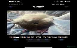 Guinea Pig rodents for sale: 2 lovely guinea pigs with cage and food - Image 4