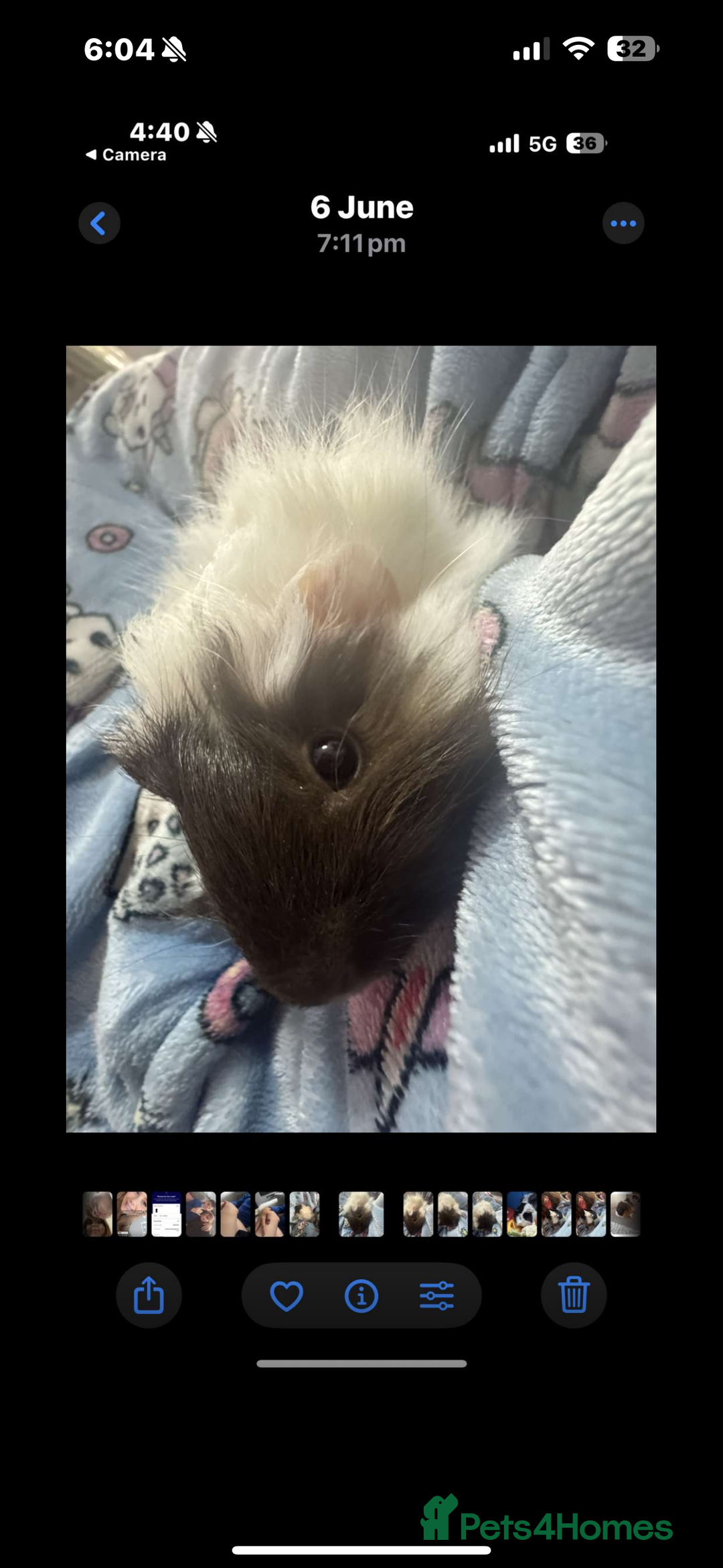 Guinea Pig rodents for sale: 2 lovely guinea pigs with cage and food - Image 4
