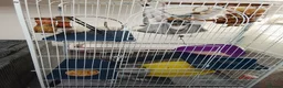 Rat rodents for sale: Rats for sale with cage and accessories in Colne - Advert 8