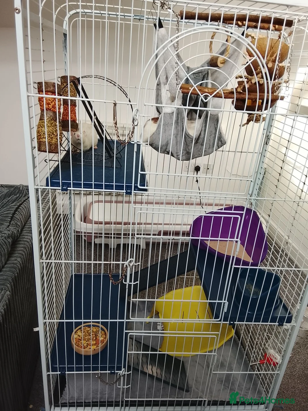 Rat rodents for sale: Rats for sale with cage and accessories in Colne - Advert 8