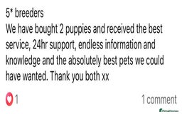 Cockapoo dogs for sale: Colourful Cockapoos 🌈 Raised Right ✨ - Image 20