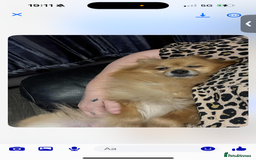 Pomeranian dogs for sale: Pominarion  - Image 3