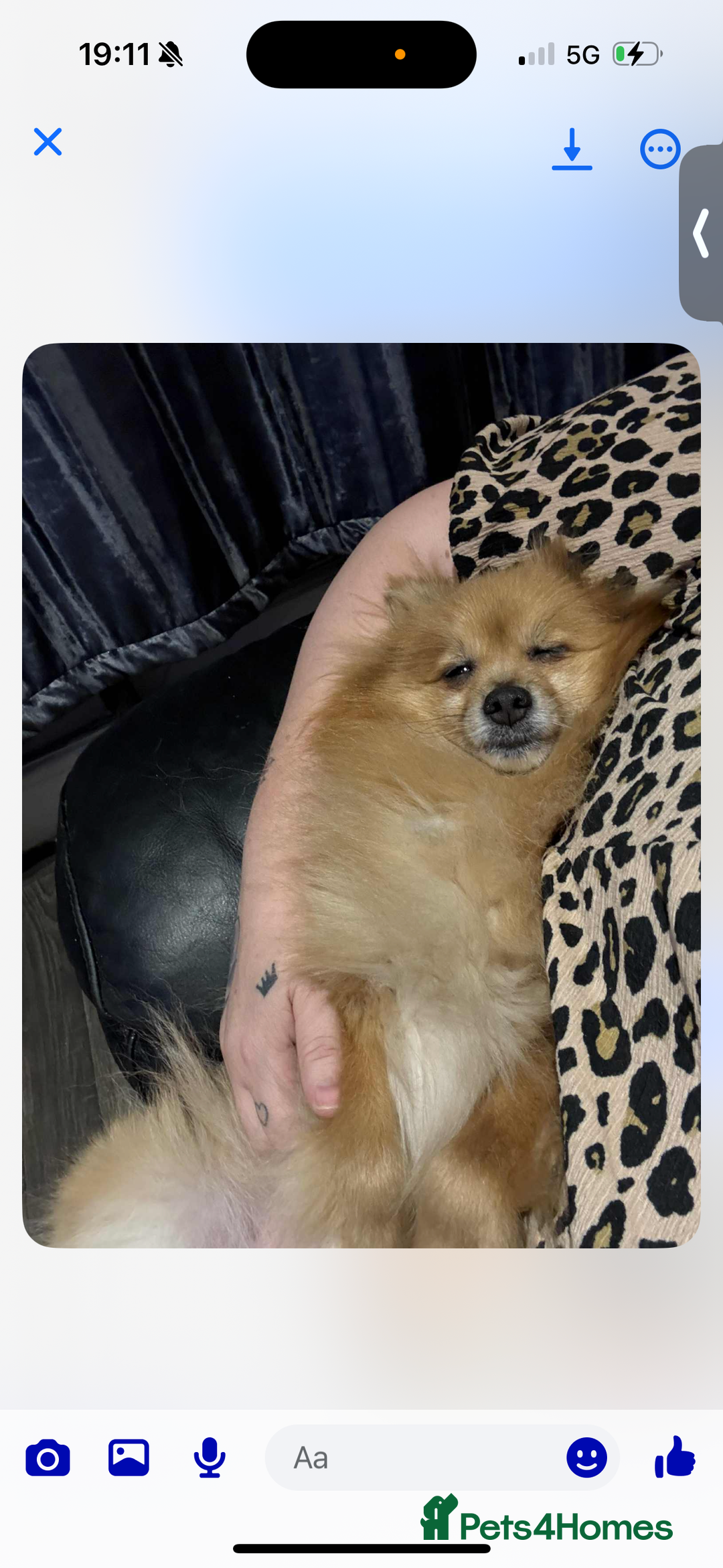 Pomeranian dogs for sale: Pominarion  - Image 3