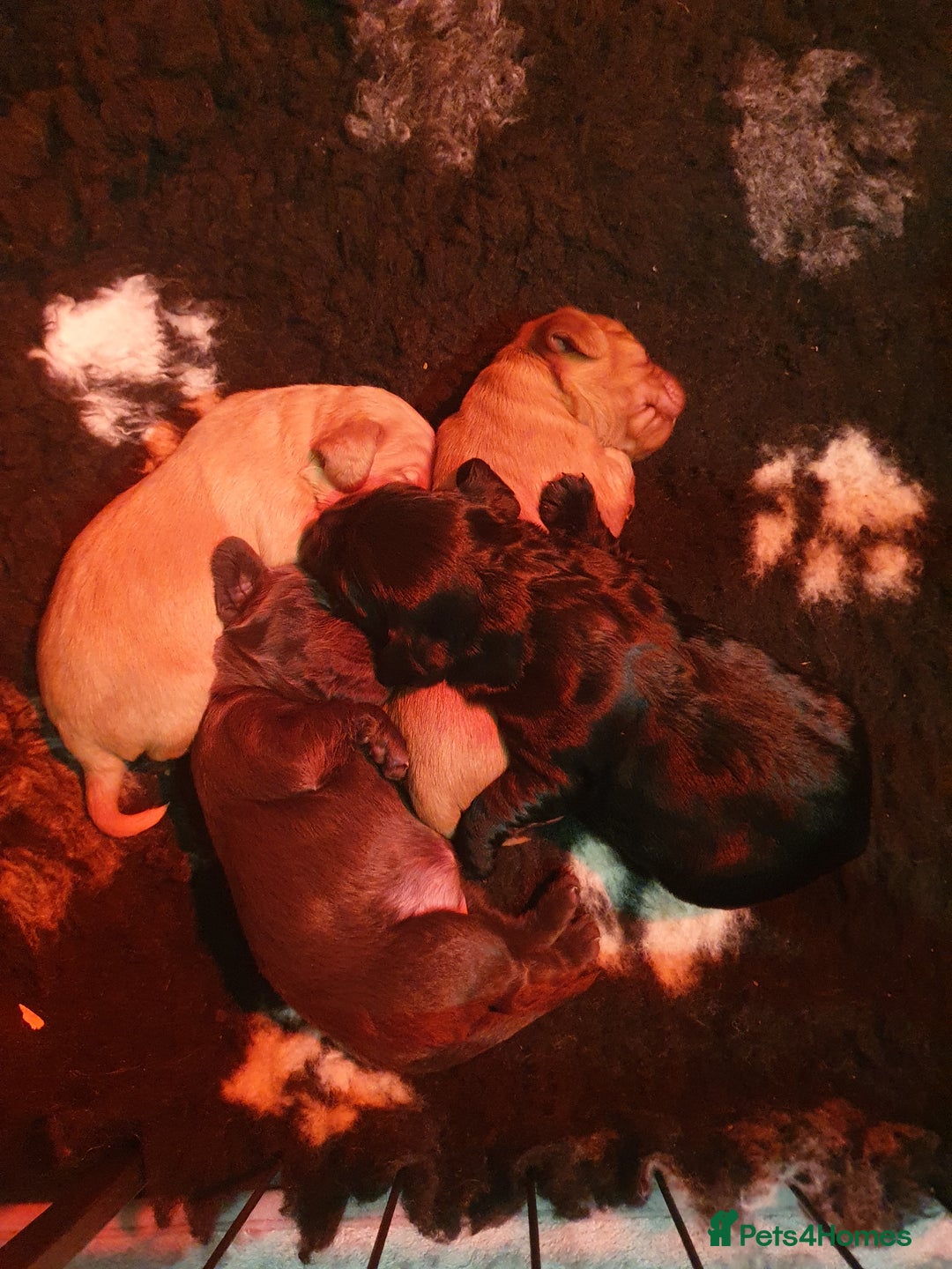 Cocker Spaniel dogs for sale: KC Registered Working Cocker Spaniel  - Advert 6