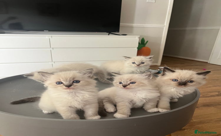 Ragdoll cats - Advert 12