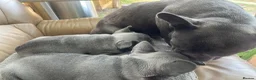French Bulldog dogs for sale:  Adorable French Bulldog Puppies ❤️🐾 - Advert 12