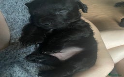 Patterdale Terrier dogs for sale: **Beautiful Patterdale Pups** - Image 6