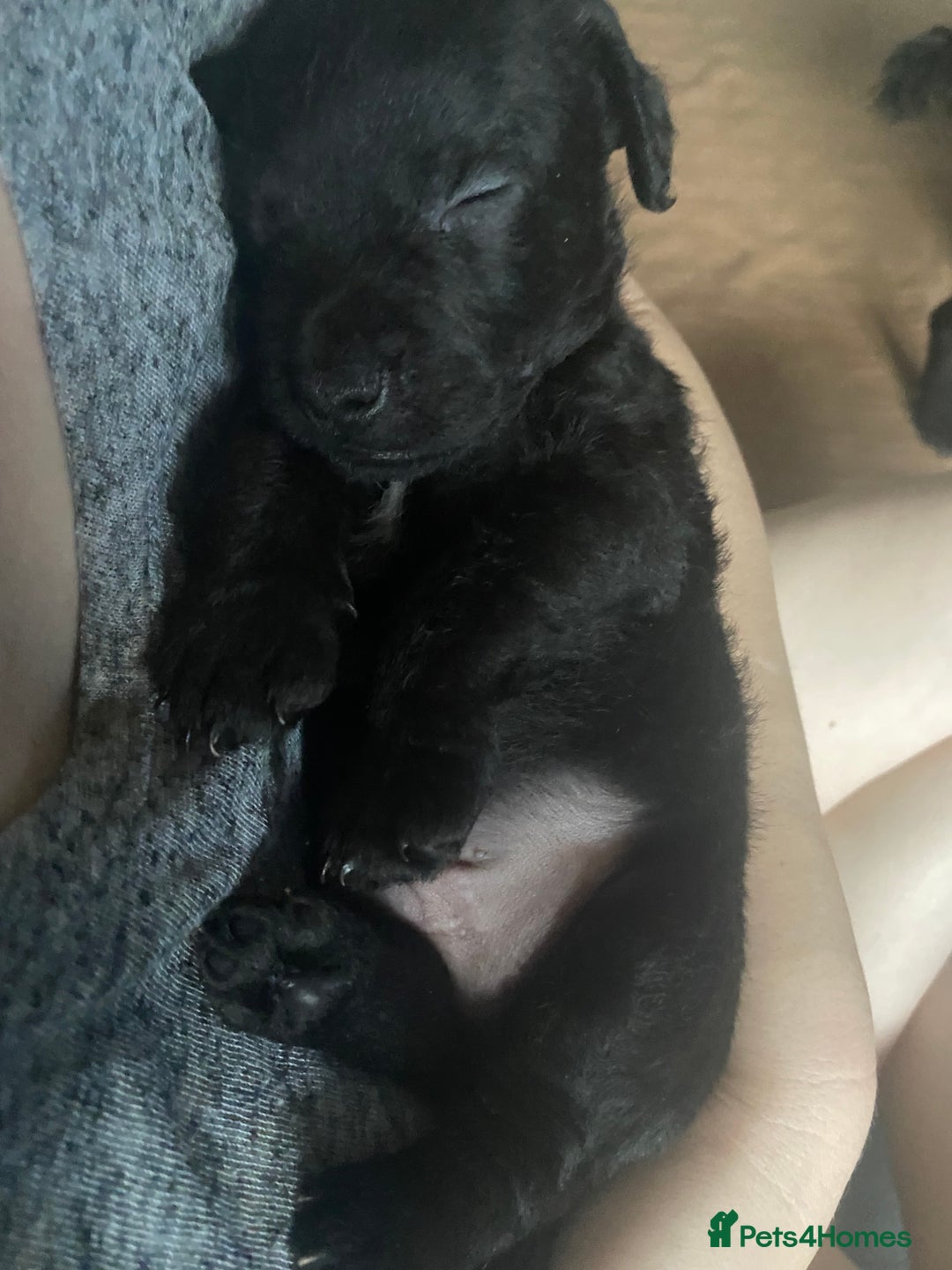 Patterdale Terrier dogs for sale: **Beautiful Patterdale Pups** - Image 6