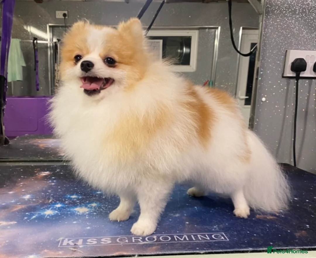 Pomeranian dogs for stud: Party Pom from famous chi tien lines  in Maesteg - Advert 2