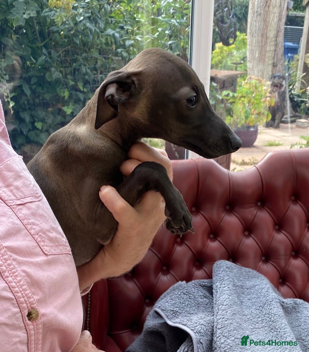 Italian Greyhound dogs for sale: ITALIAN GREYHOUND PUPPIES  - Image 9