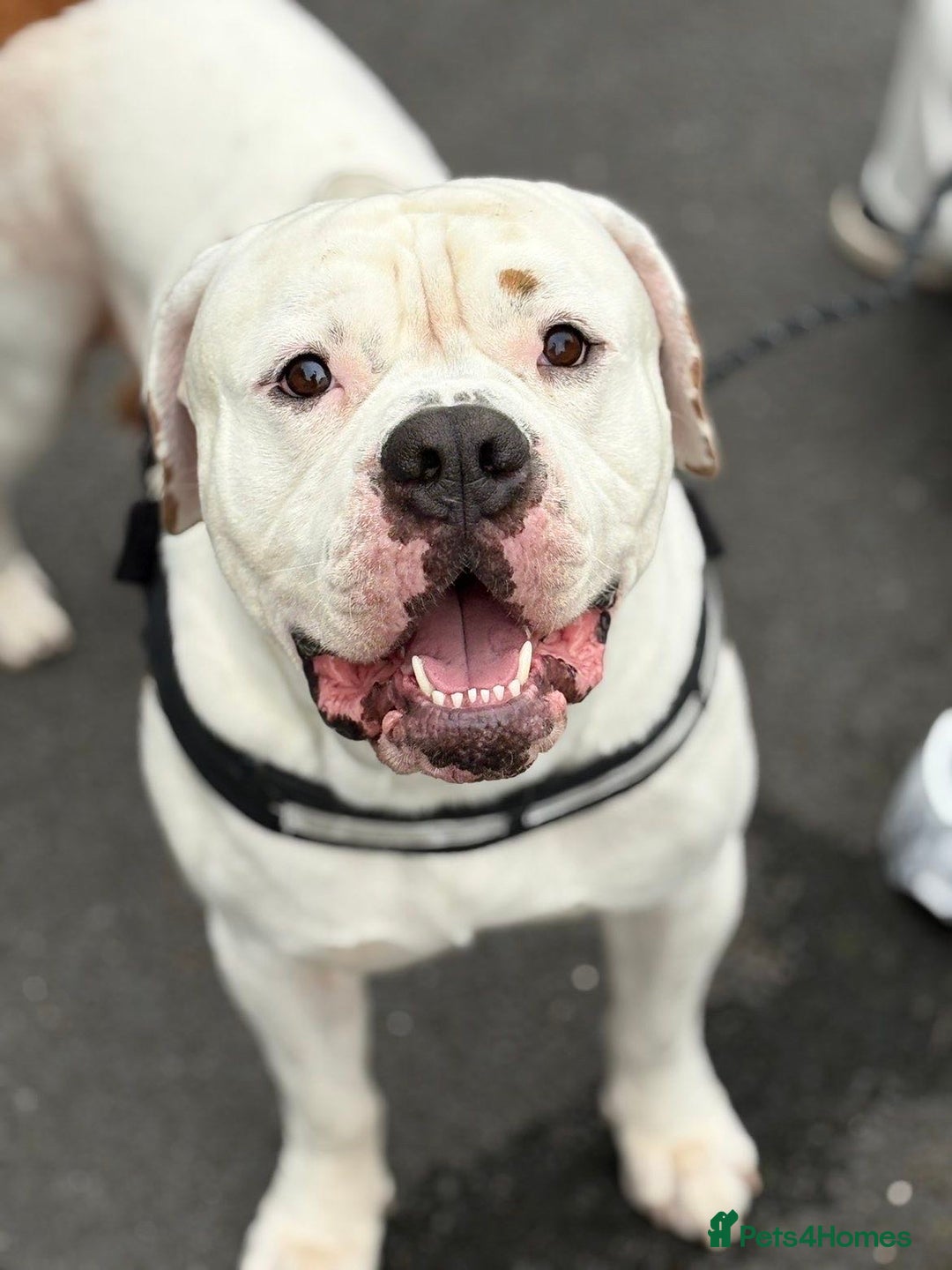 American Bulldog dogs for sale: American bulldog - Image 1