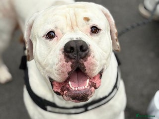 American Bulldog dogs - Advert 1