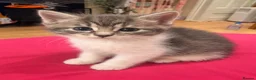 Ragdoll cats for sale: Beautiful Affectionate Ragdoll Cross Kittens - Advert 2