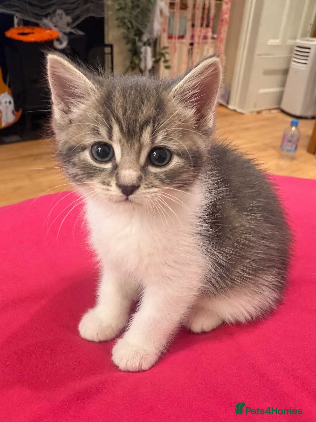 Ragdoll cats for sale: Beautiful Affectionate Ragdoll Cross Kittens - Advert 2