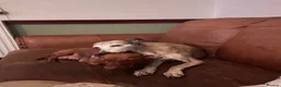Dachshund dogs for sale: Mini daxi in Bridgend - Advert 13