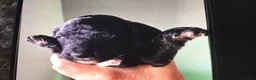 Cockapoo dogs for sale: F2 cockapoo pups in Grimsby - Advert 5