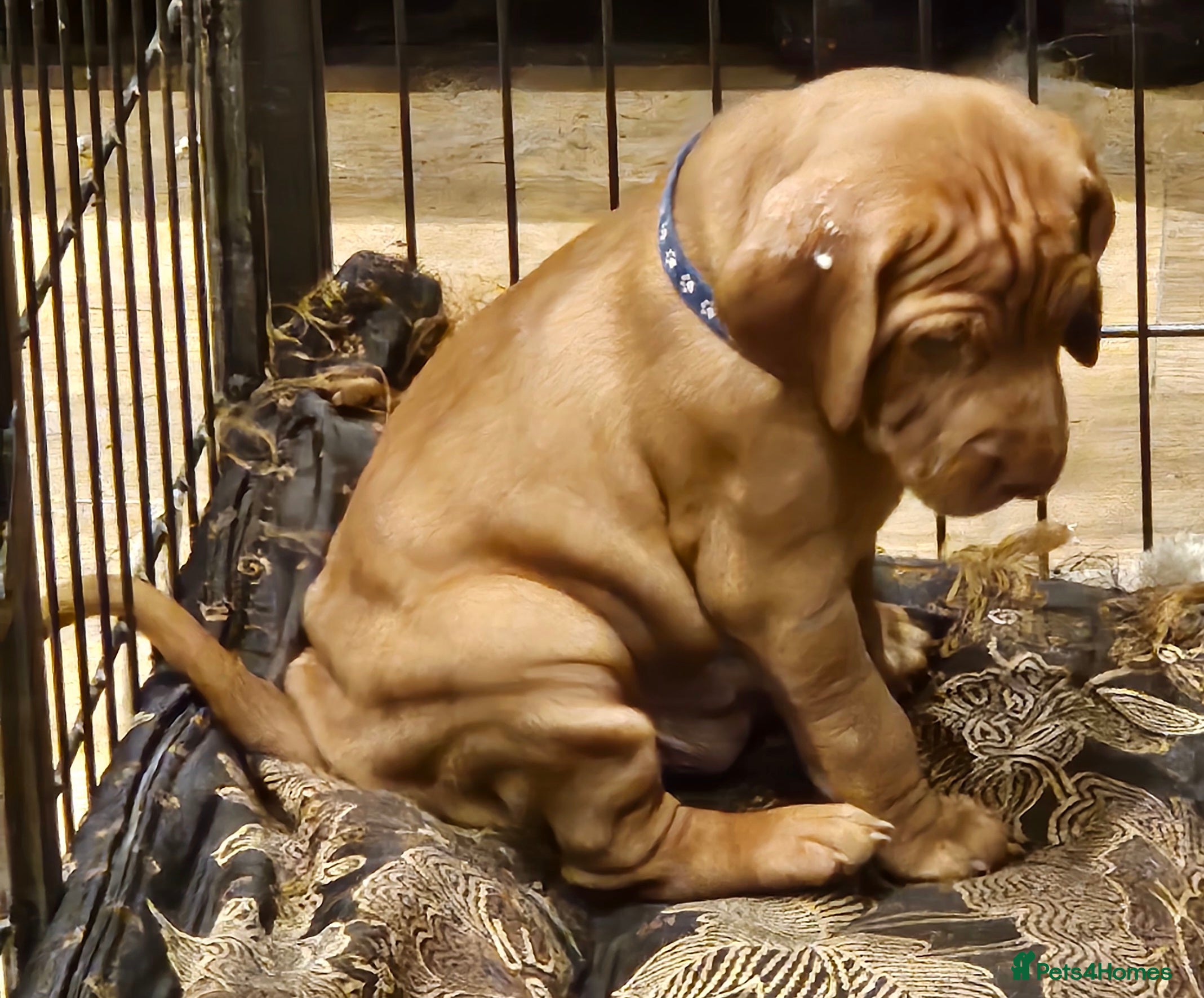 Hungarian Vizsla dogs Health checked KC reg strong Visla puppies.  - Advert 6