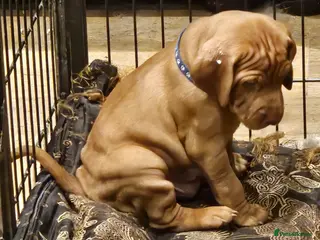 Hungarian Vizsla dogs Health checked KC reg strong Visla puppies. - Advert 6
