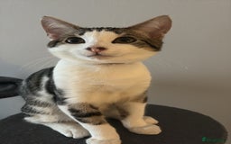 Domestic Shorthair cats for sale: kittens for sale❤️ - Image 18
