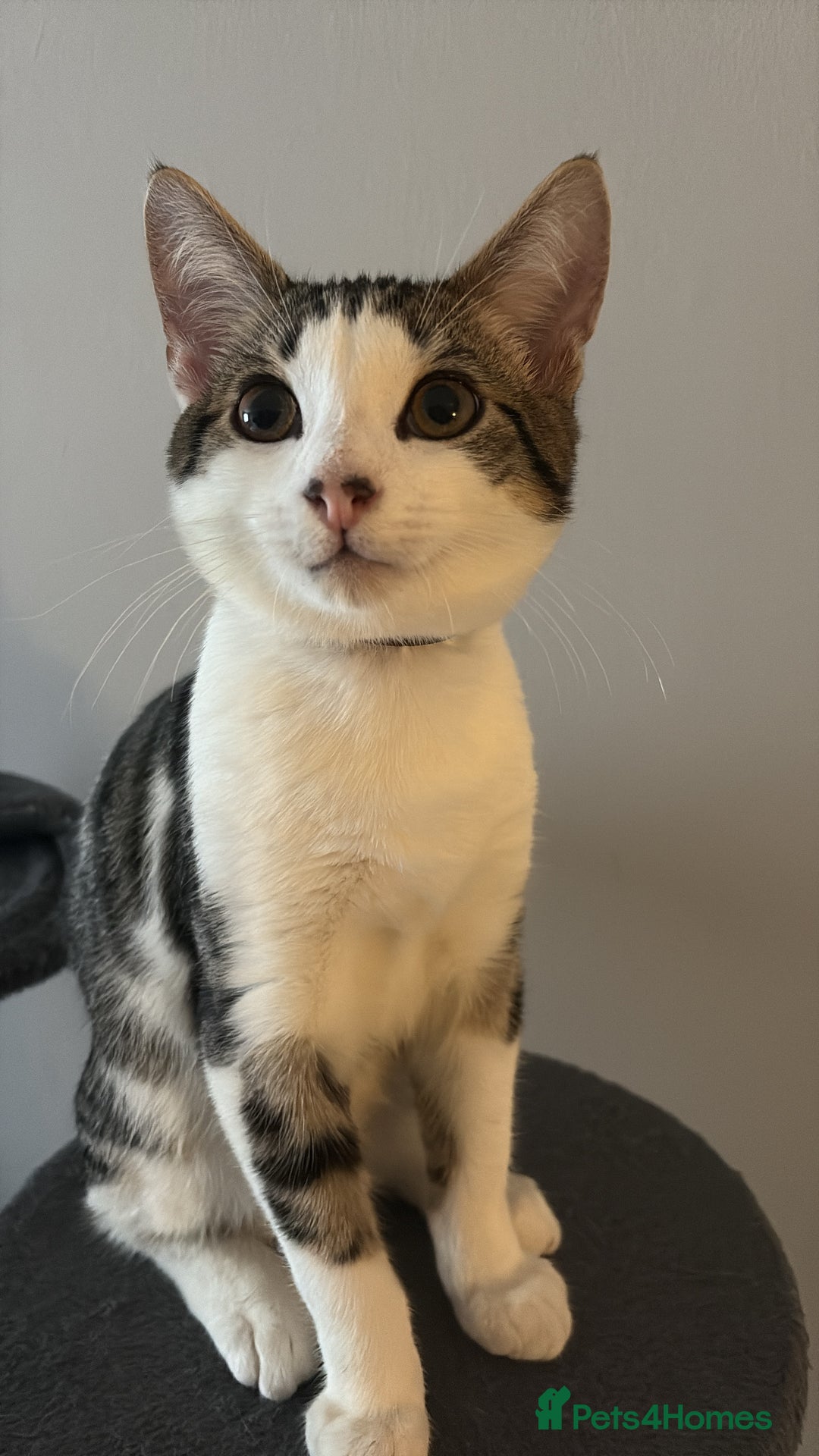 Domestic Shorthair cats for sale: kittens for sale❤️ - Image 18
