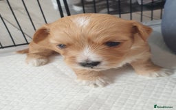 Maltipoo dogs for sale: 6 Pedigree Club registered Maltipoo puppies - Image 11