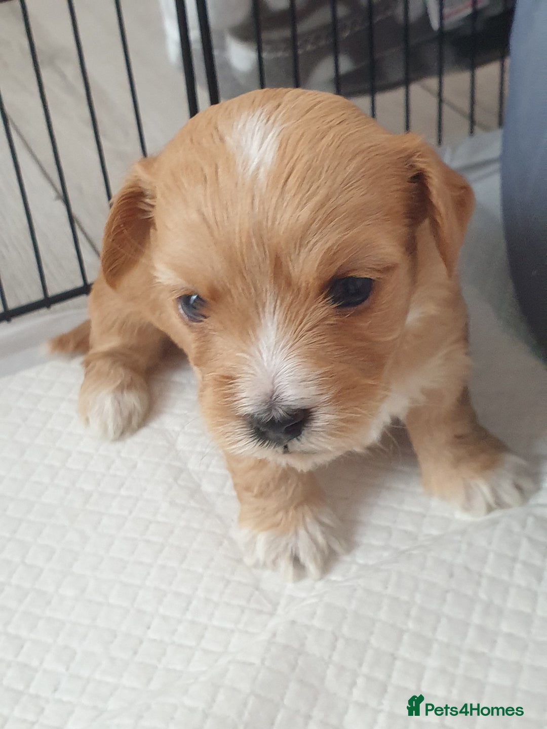 Maltipoo dogs for sale: 6 Pedigree Club registered Maltipoo puppies - Image 11