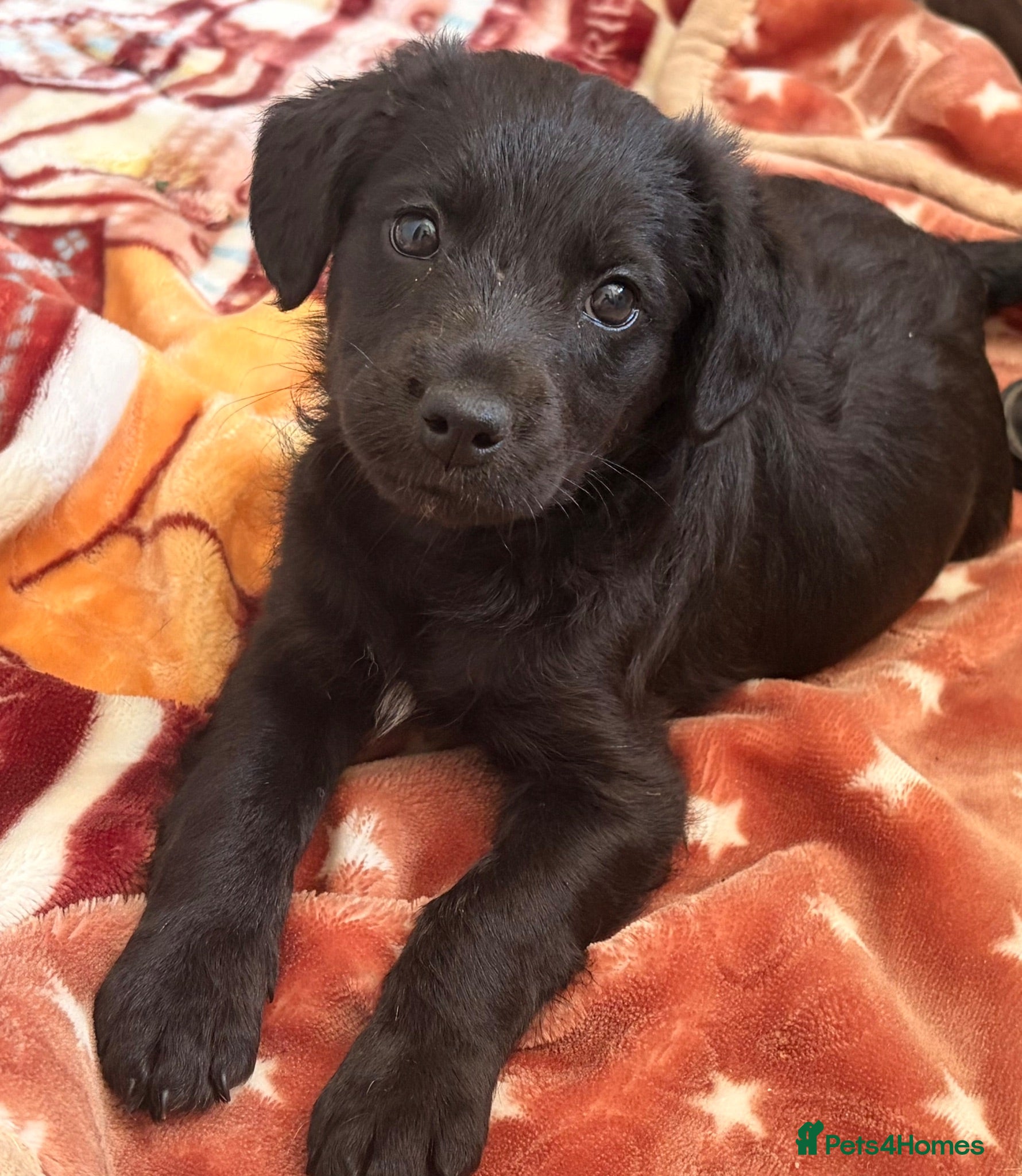 Cockapoo dogs F1 Cockerpoo puppies for sale 🐶 - Advert 3