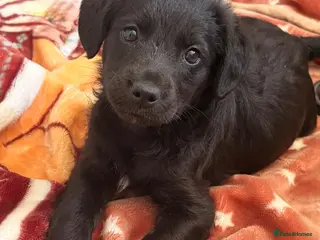 Cockapoo dogs F1 Cockerpoo puppies for sale 🐶 - Advert 1