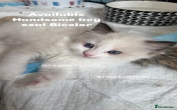 Ragdoll cats for sale: TICA Registered Ragdoll Kittens Available  - Image 10