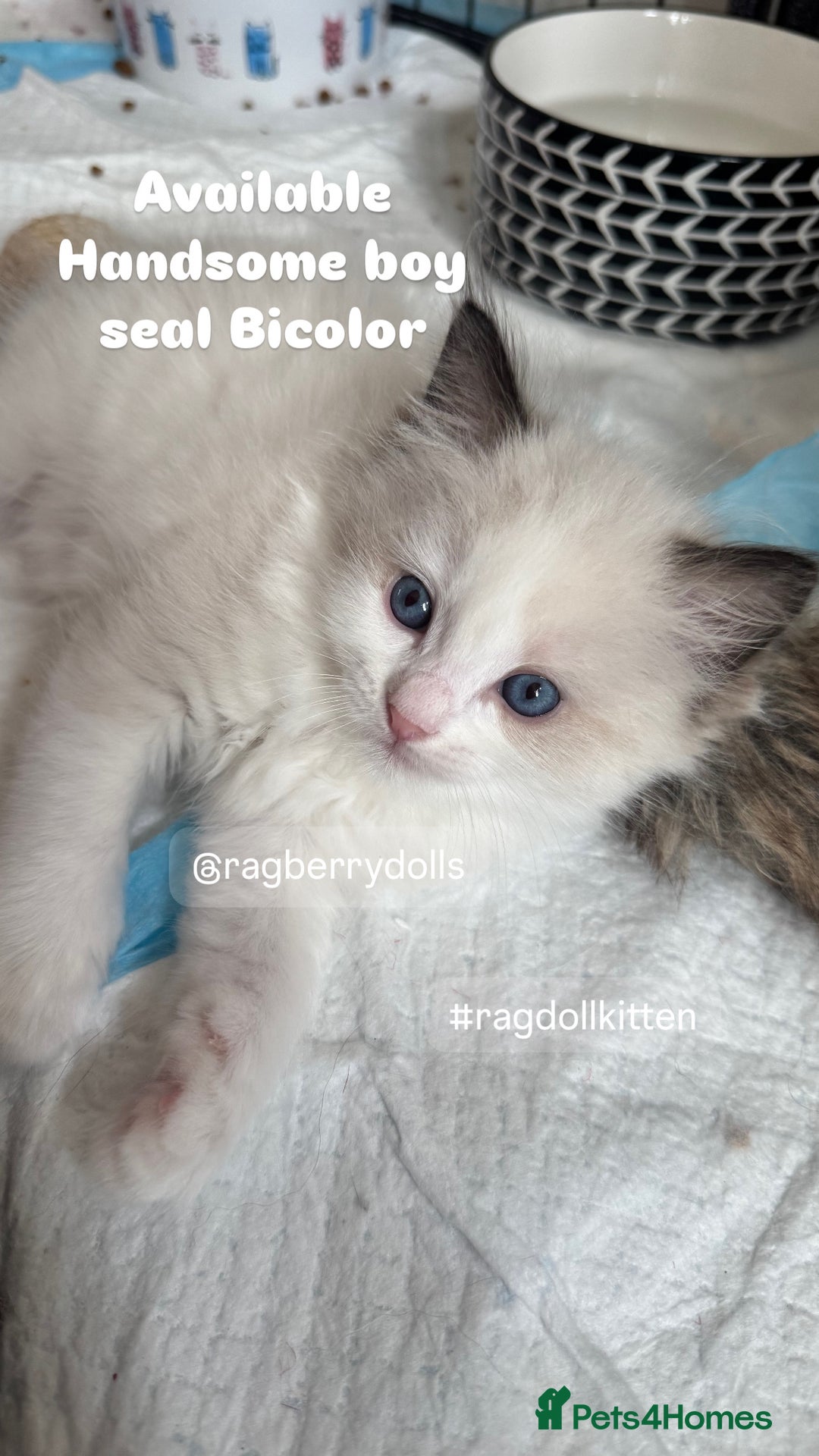 Ragdoll cats for sale: TICA Registered Ragdoll Kittens Available  - Image 10