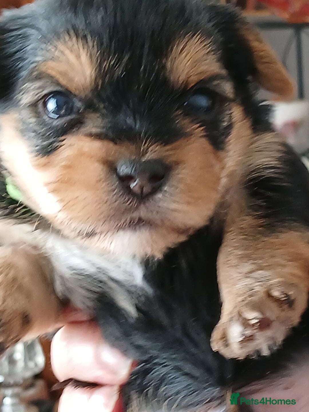 Yorkshire Terrier dogs for sale: Yorkshire Terrier Puppies 3 Boys 1 Girl - Image 5