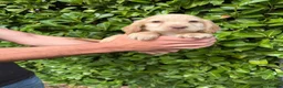 Cocker Spaniel dogs for sale: 🐾Beautiful cocker spaniel puppy’s 🐾 - Advert 5