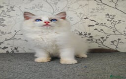 Ragdoll cats for sale: Regional Winner READY TO Go LAST BOY AND GIRL - Image 21