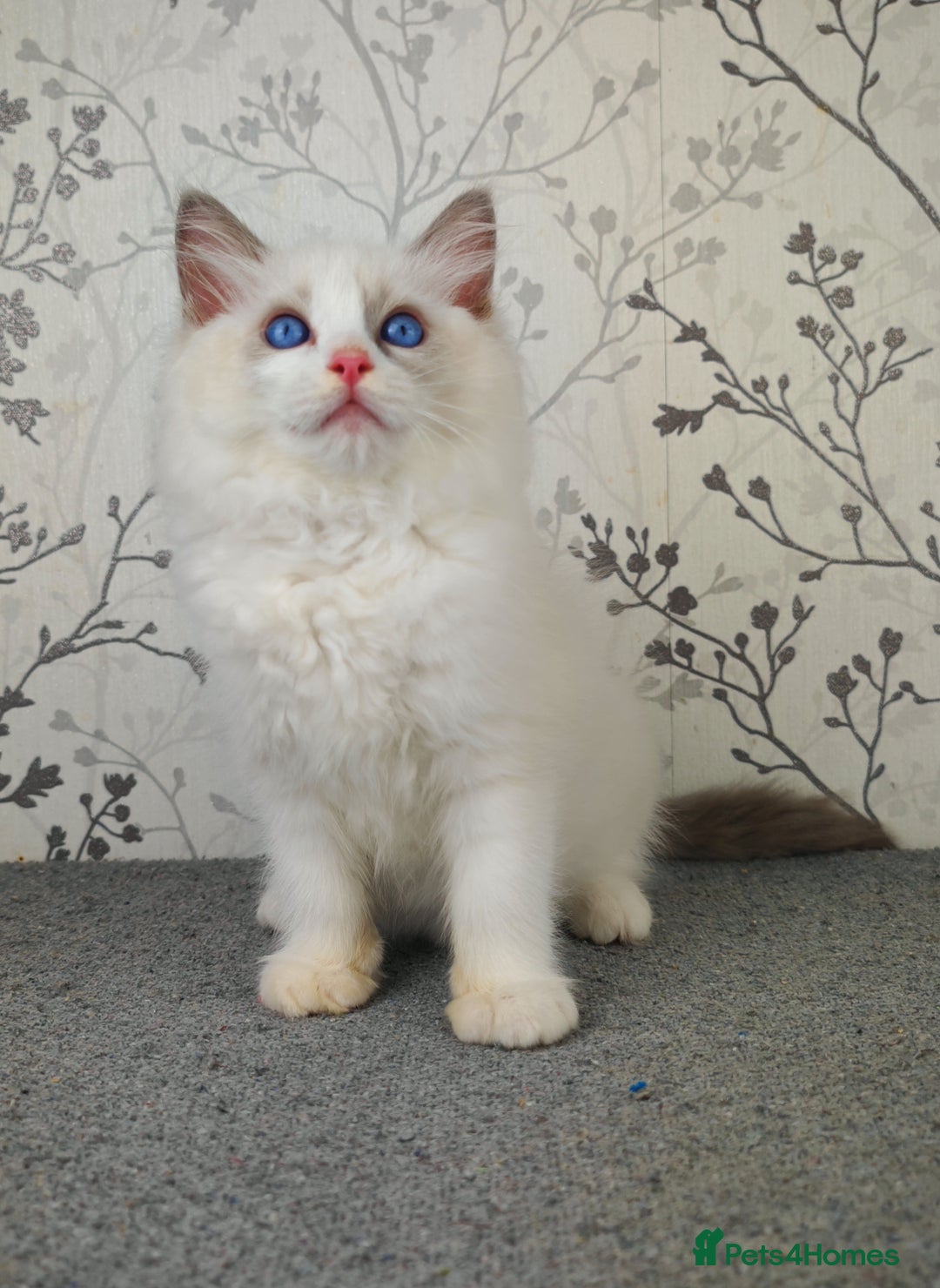 Ragdoll cats for sale: Regional Winner READY TO Go LAST BOY AND GIRL - Image 21