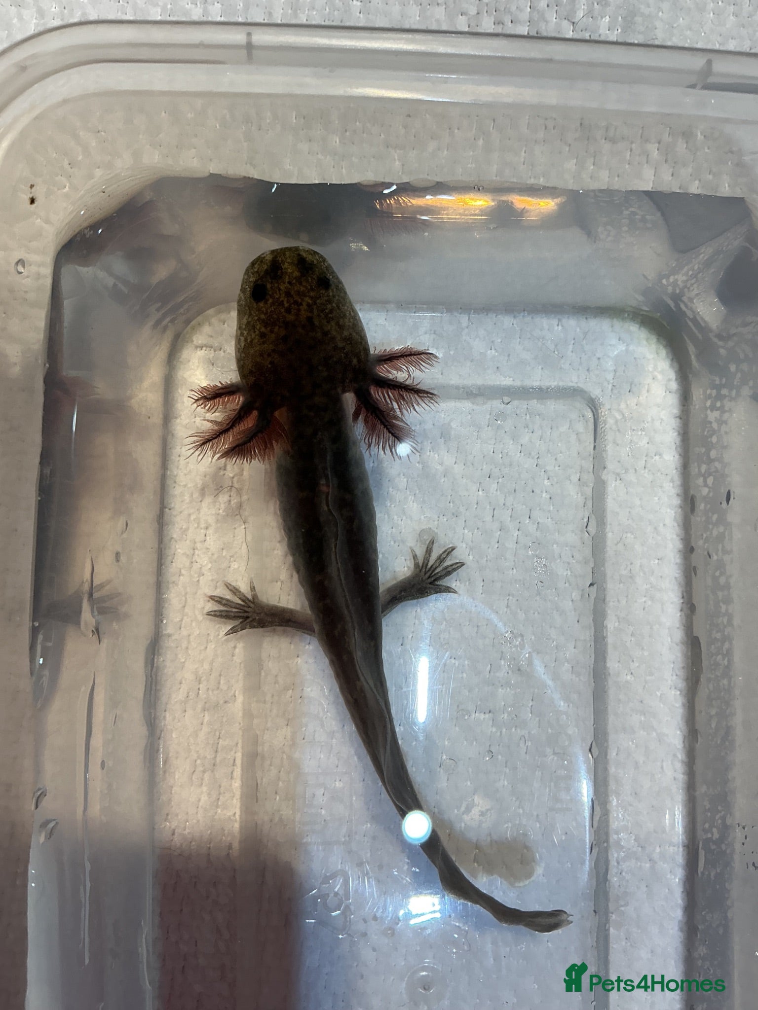 Axolotl reptiles Axolotl Jeuveniles  - Advert 2