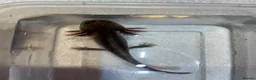 Axolotl reptiles for sale: Axolotl Jeuveniles  - Advert 2