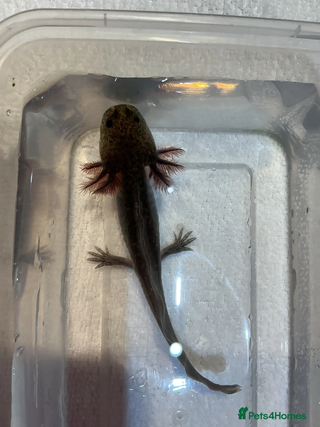 Axolotl reptiles for sale: Axolotl Jeuveniles  - Advert 2