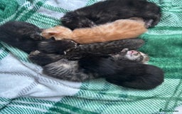 British Shorthair cats for sale: Beautiful litter of 5 kittens  - Image 1