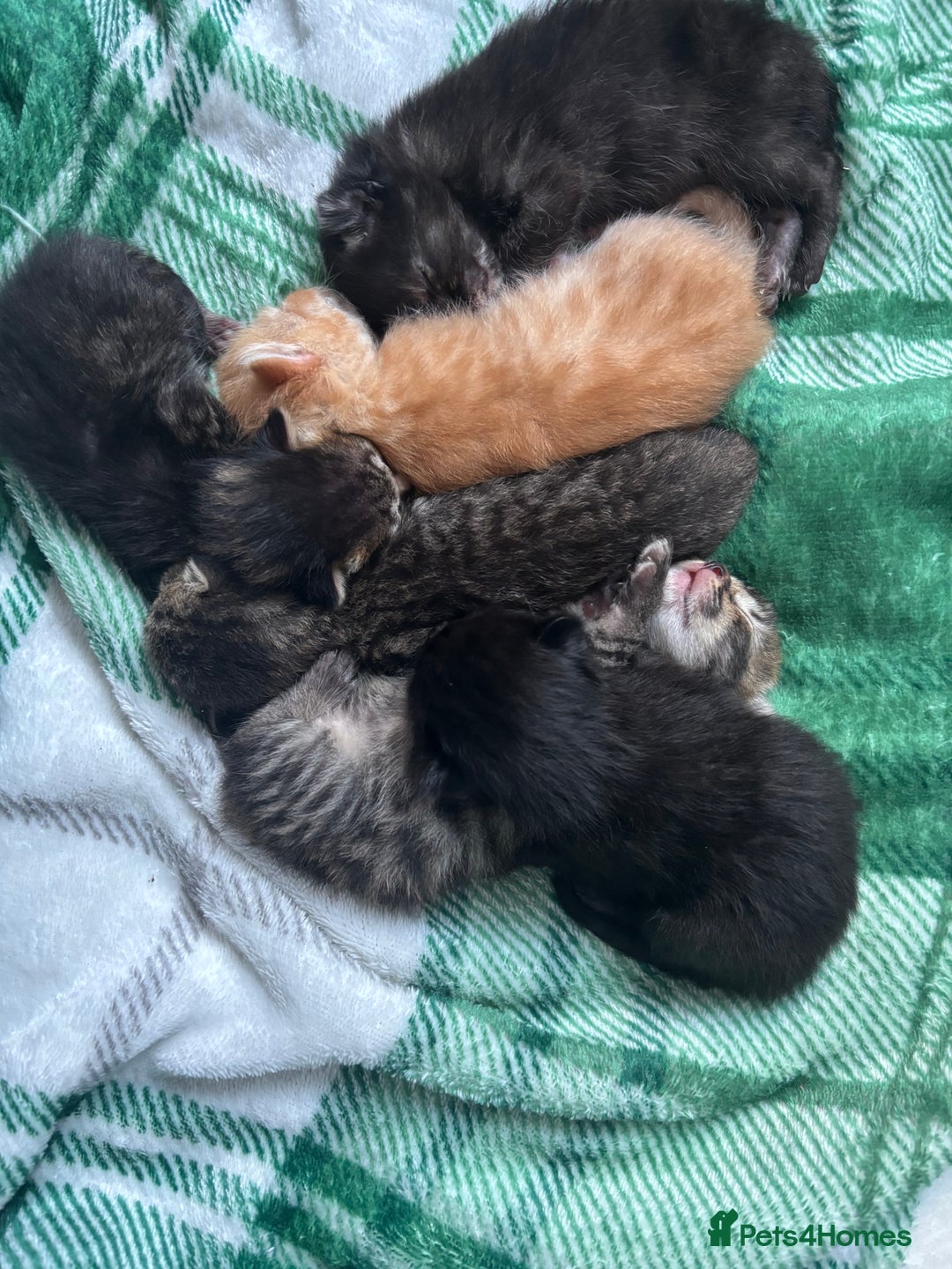 British Shorthair cats for sale: Beautiful litter of 5 kittens  - Image 1