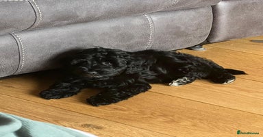 Cockapoo dogs - Advert 10